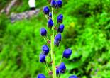 Scientific Name-Aconitum balfourii Stapf., Common Name- Mitha / Vish